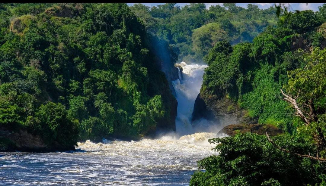 UGANDA FLYING GORILLA TREKKING&nbsp; SAFARI - 4&nbsp; DAYS 5