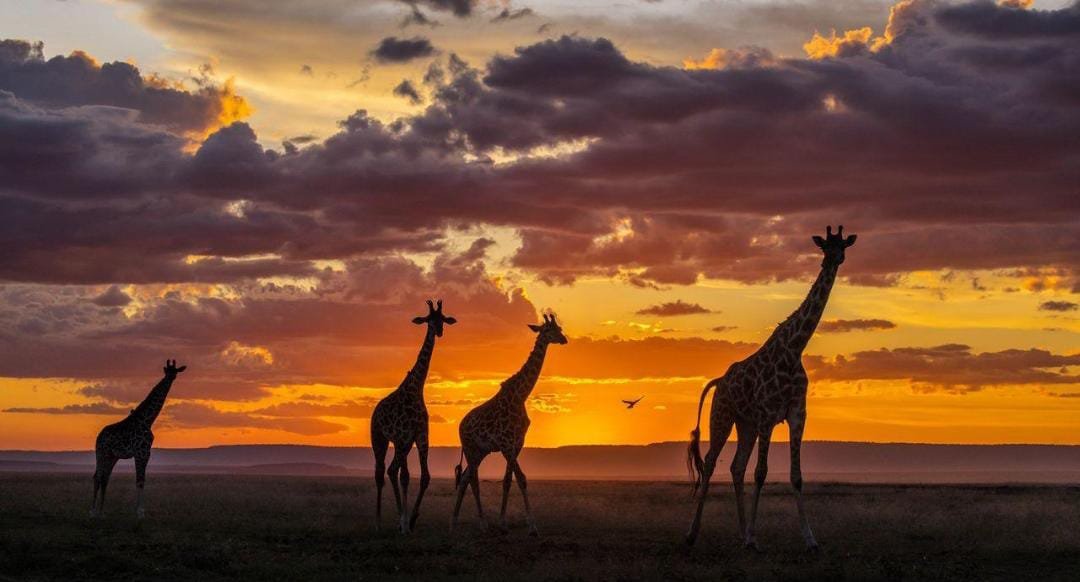 Kenya: Masai Mara  Safari and Cultural Experience – 5 Days 