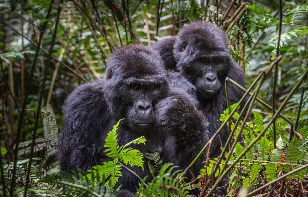 UGANDA FLYING GORILLA TREKKING&nbsp; SAFARI - 4&nbsp; DAYS 4