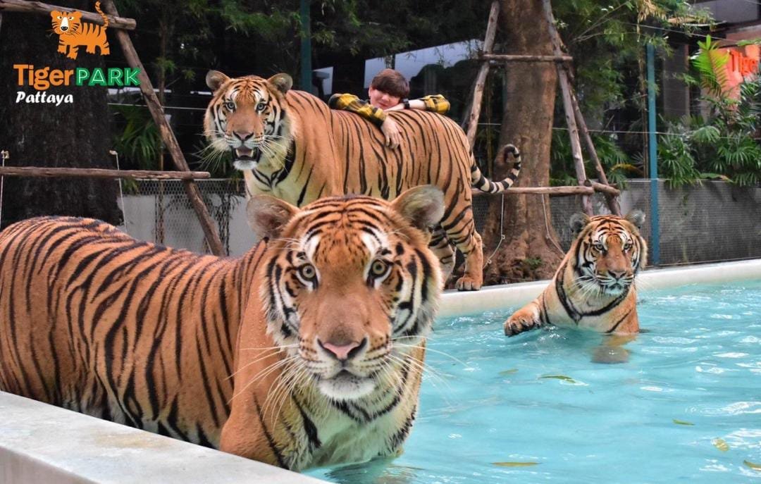 Thailand Escape: 4 Days 3 Nights Bangkok & Pattaya Tour
